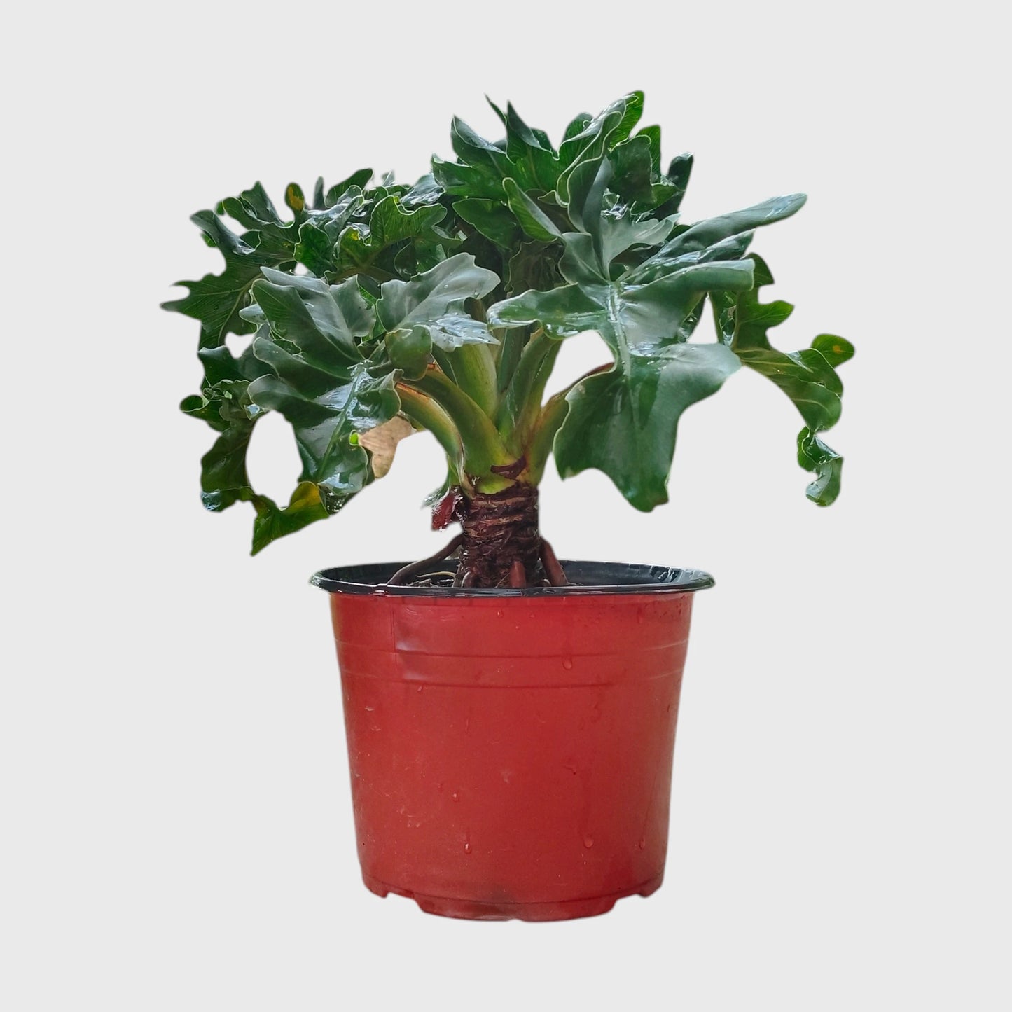 Philodendron Selloum Hybrid Dwarf Big Size Plant | Mature Tropical Foliage Plant