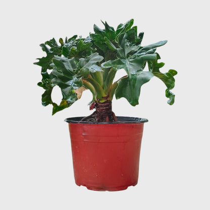 Philodendron Selloum Hybrid Dwarf Big Size Plant | Mature Tropical Foliage Plant