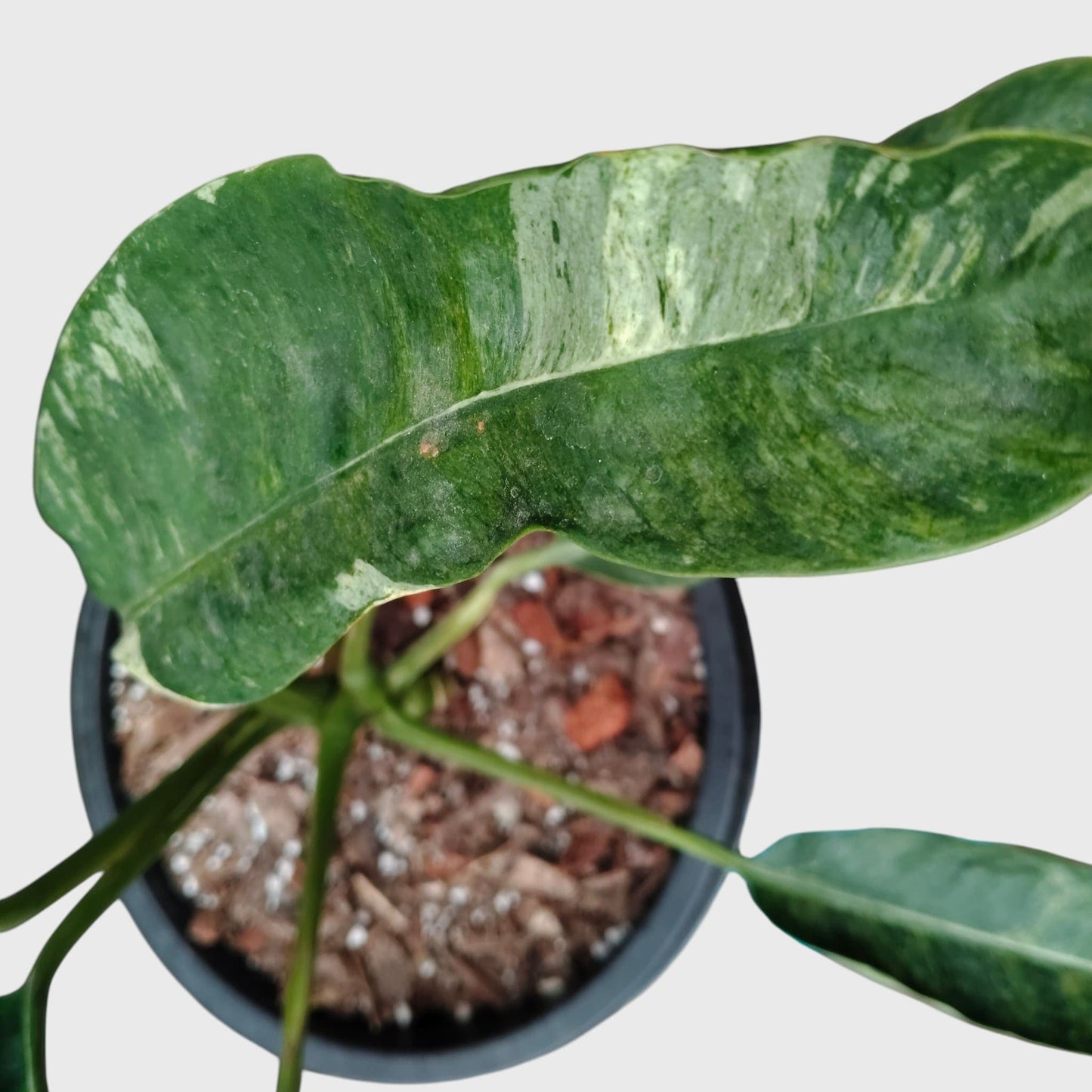 Epipremnum Giganteum Variegated | Rare Giant Variegated Aroid Plant (30–38 CM) | With Pot