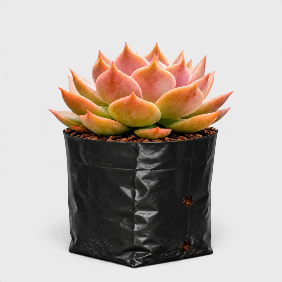 Echeveria Latte Rose Hybrid – Unique Collector Succulent