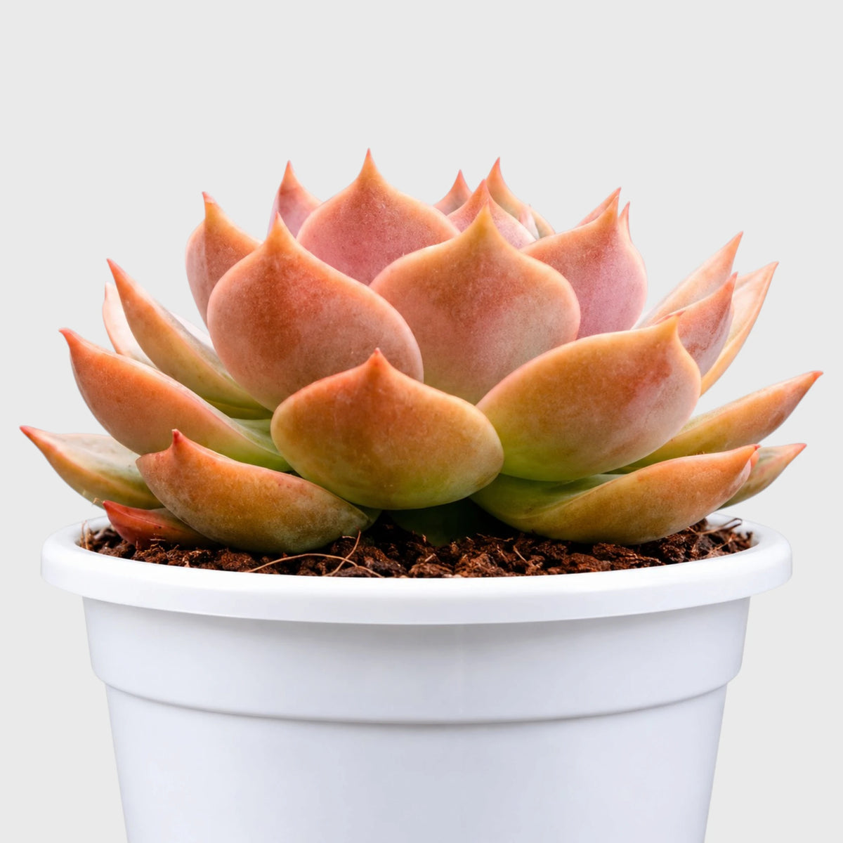 Echeveria Latte Rose with soft pastel rosette leaves