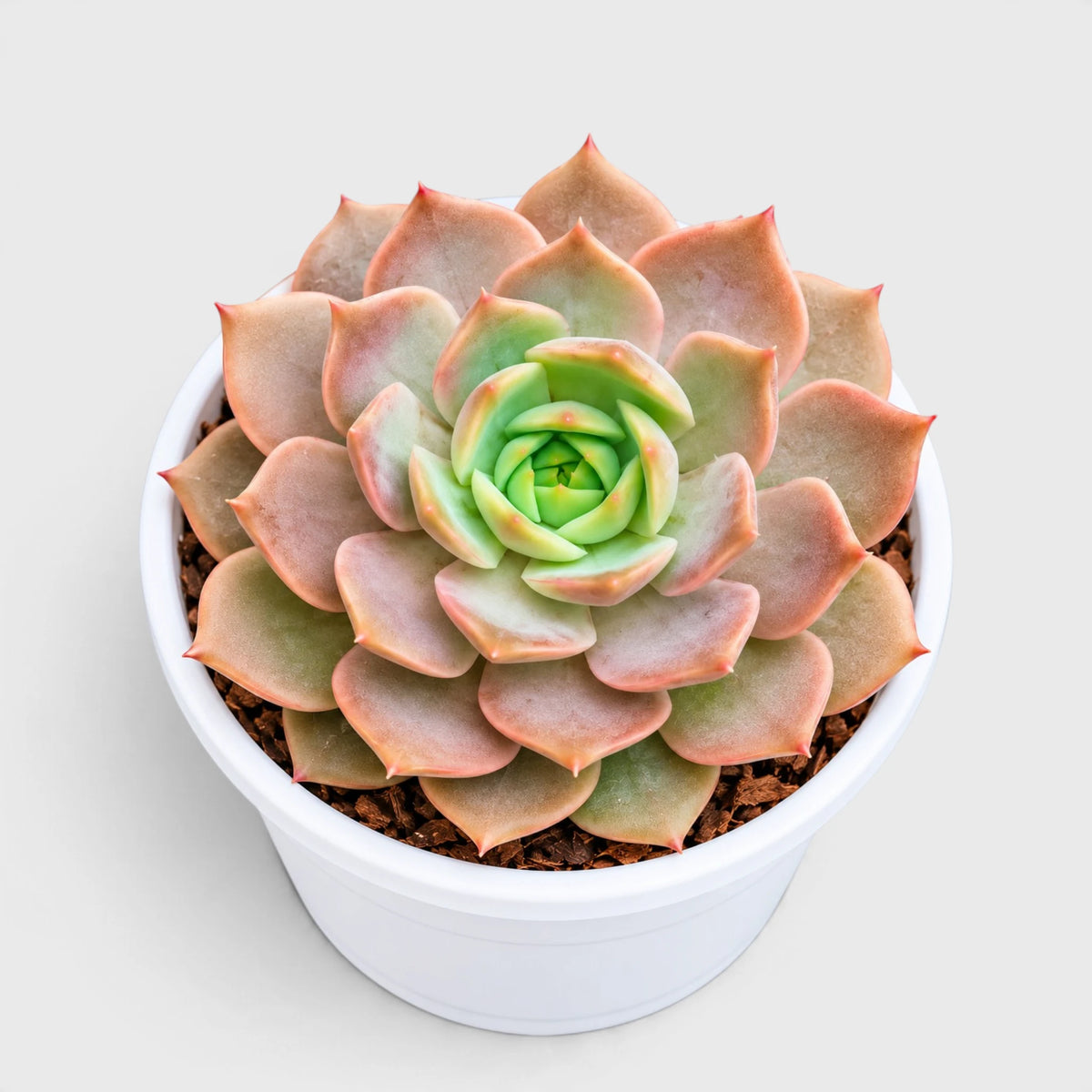 Latte Rose Echeveria hybrid developed in our own nurseries