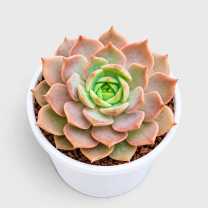 Latte Rose Echeveria hybrid developed in our own nurseries