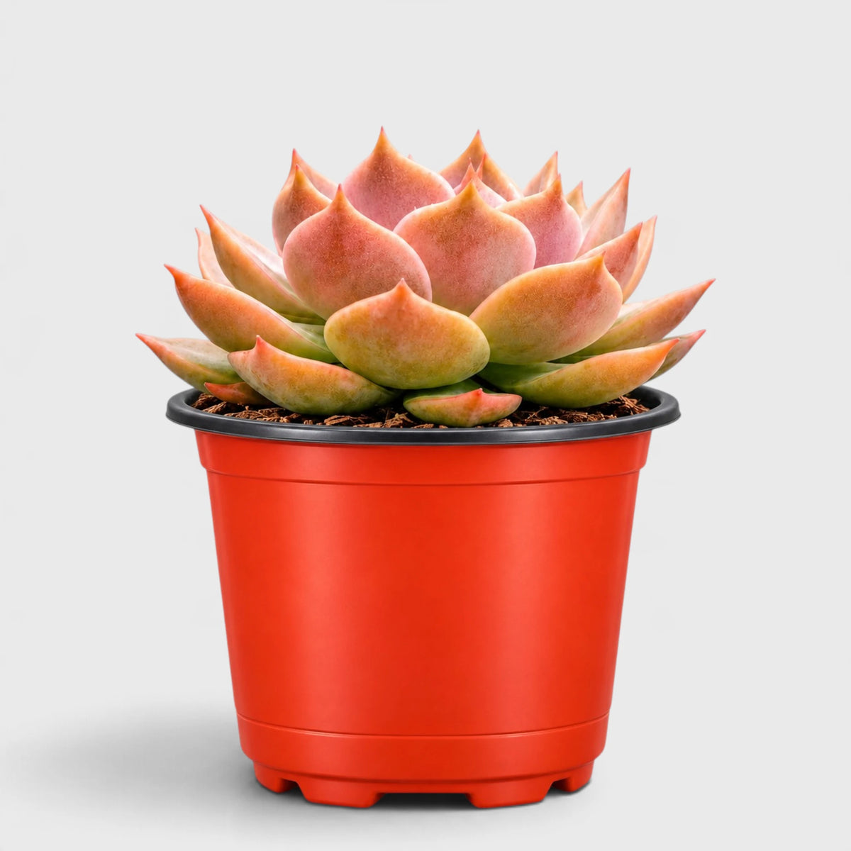 Echeveria Latte Rose Hybrid – Unique Collector Succulent