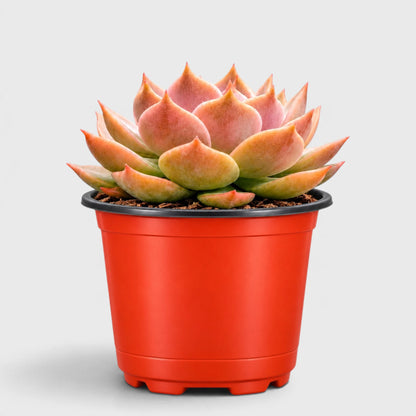 Echeveria Latte Rose Hybrid – Unique Collector Succulent