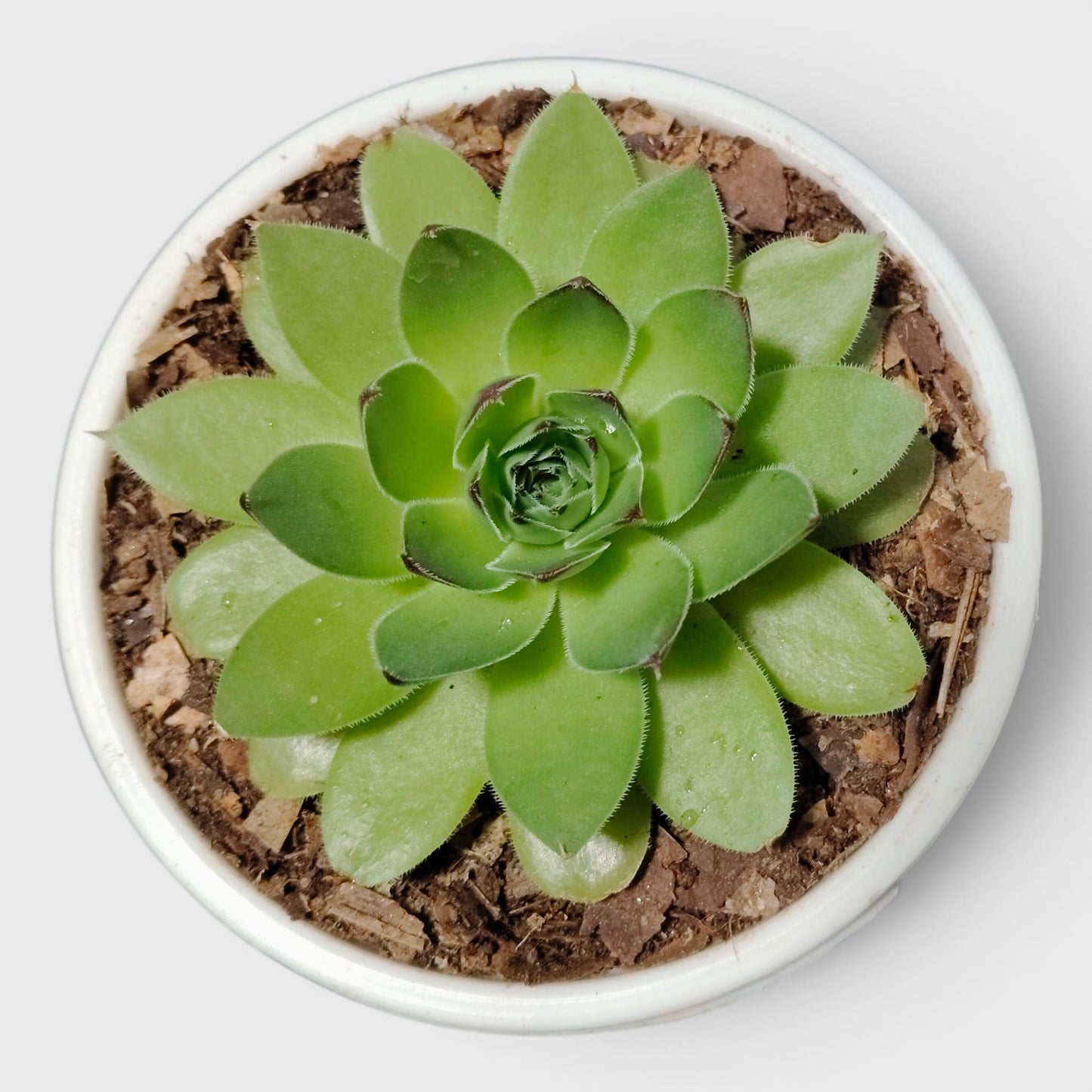 Laxmi Kamal Hen and Chicks Sempervivum Red Tipped – Vastu Succulent Indoor Plant | Perfect for Gifting | Bare Rooted