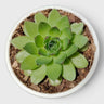 Laxmi Kamal Hen and Chicks Sempervivum Red Tipped – Vastu Succulent Indoor Plant | Perfect for Gifting | Bare Rooted