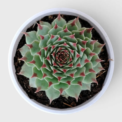 Laxmi Kamal Sempervivum Tectorum Red Tipped | Vastu Plant