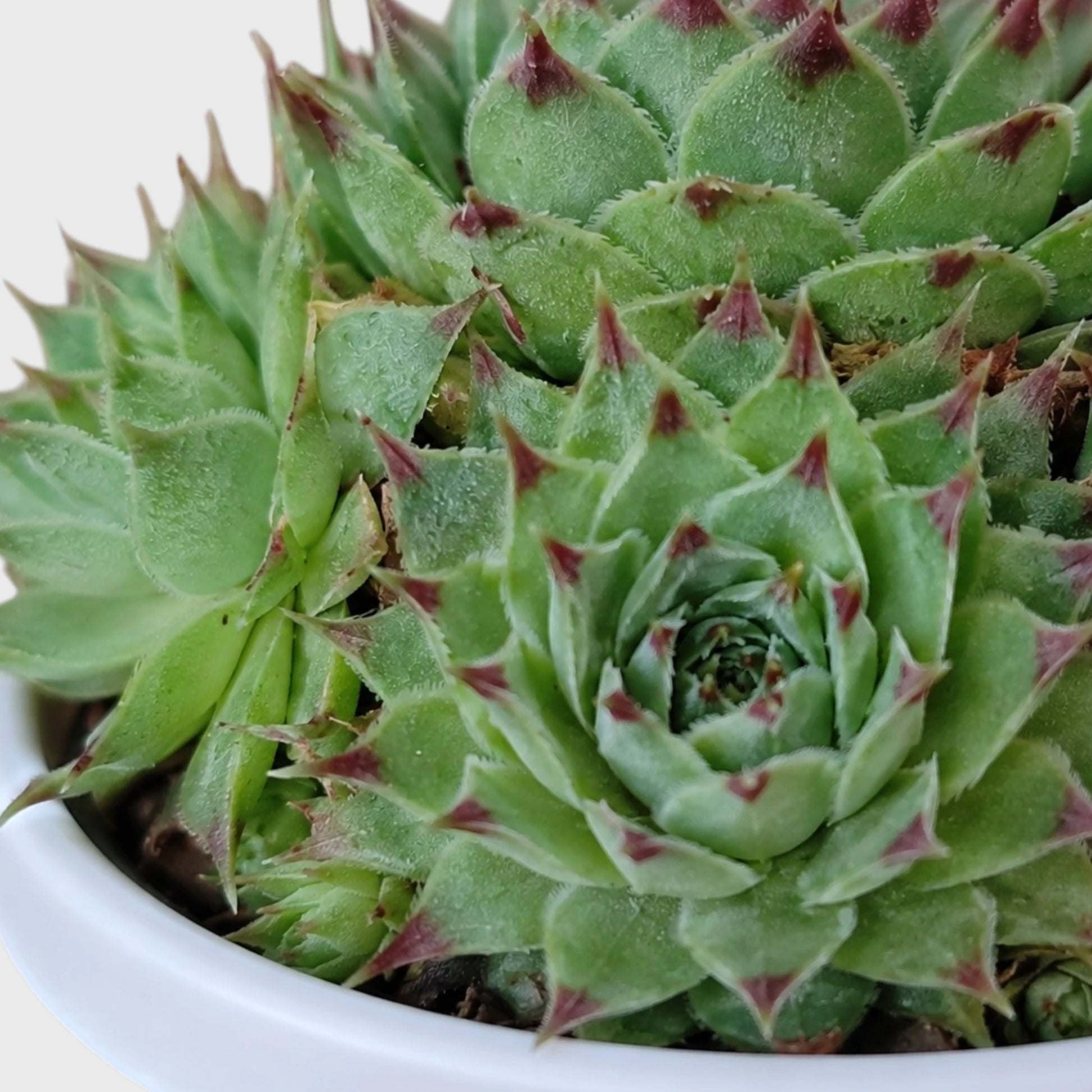 Lakshmi Kamal Sempervivum Tectorum Red Tipped with Pups | Mature Vastu Plant