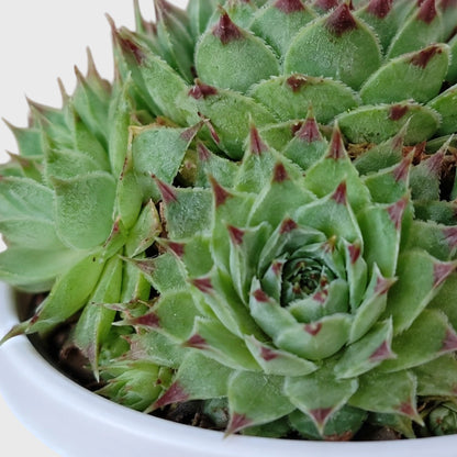 Lakshmi Kamal Sempervivum Tectorum Red Tipped with Pups | Mature Vastu Plant