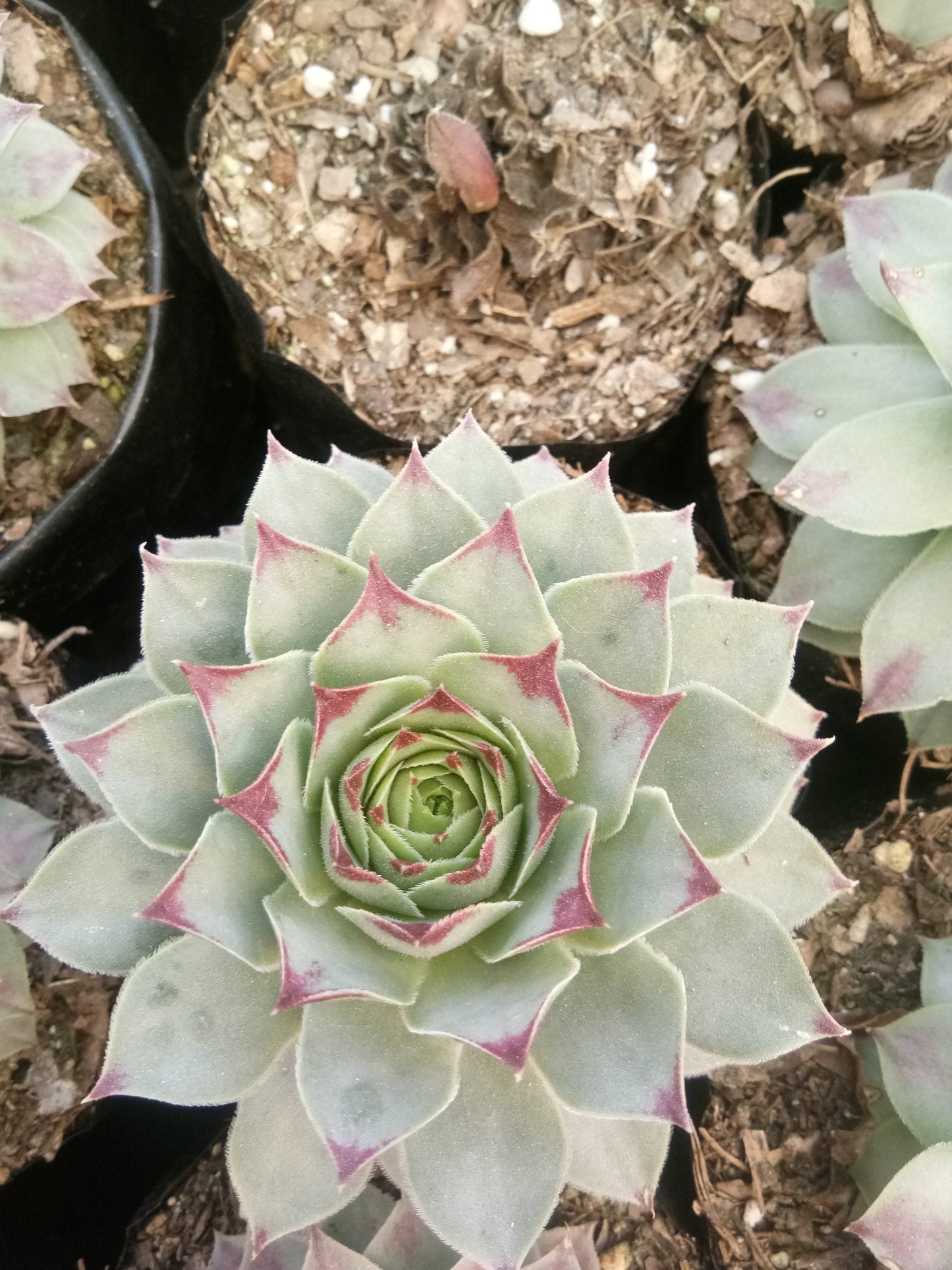 Laxmi Kamal (Sempervivum Green Wheel) Variegeted - Buy now at Frek! - My Store