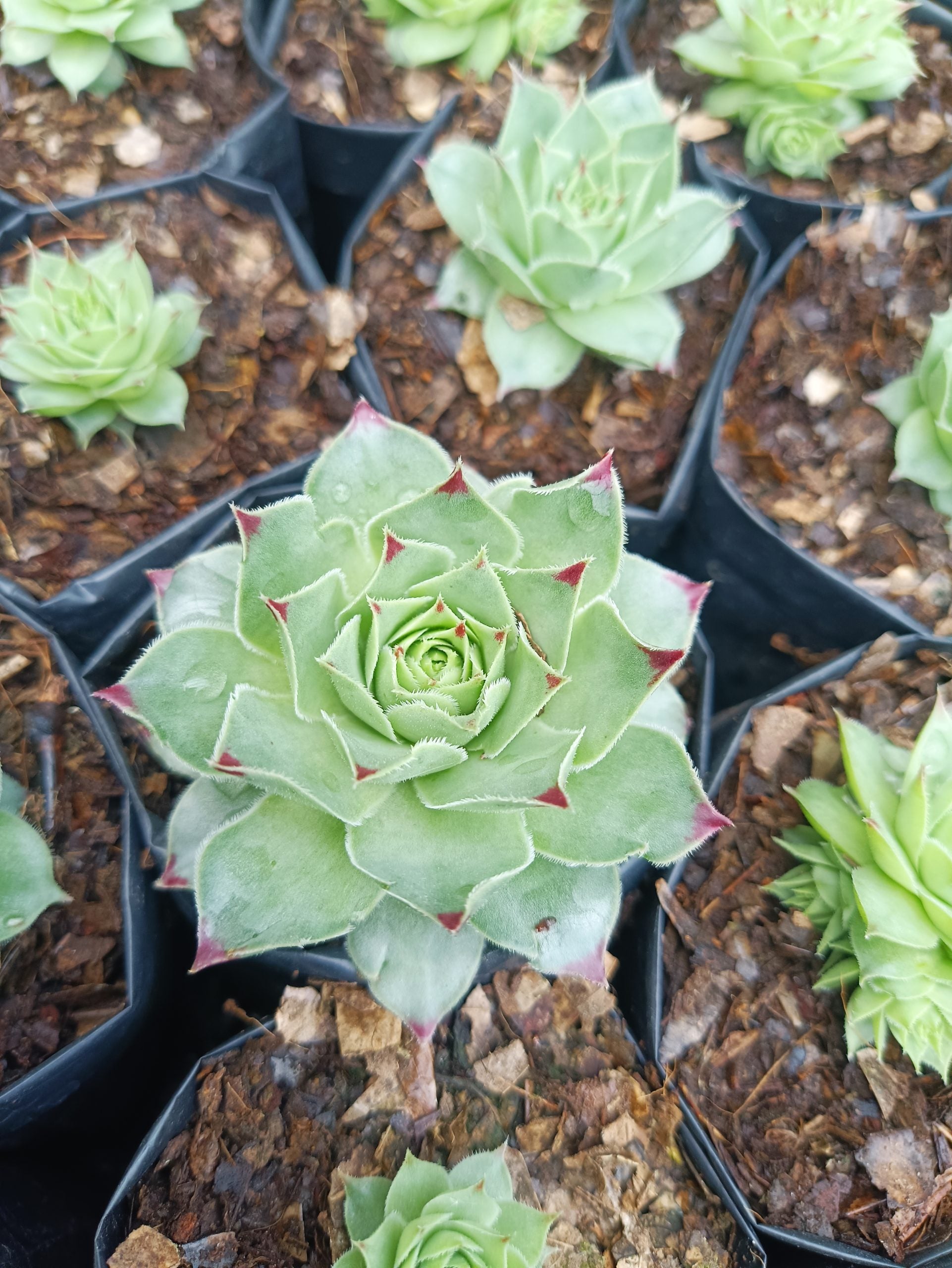 Laxmi Kamal (Sempervivum Green Wheel) Variegeted - Buy now at Frek! - My Store