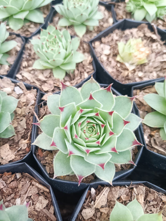 Laxmi Kamal (Sempervivum Green Wheel) Variegeted - Buy now at Frek! - My Store