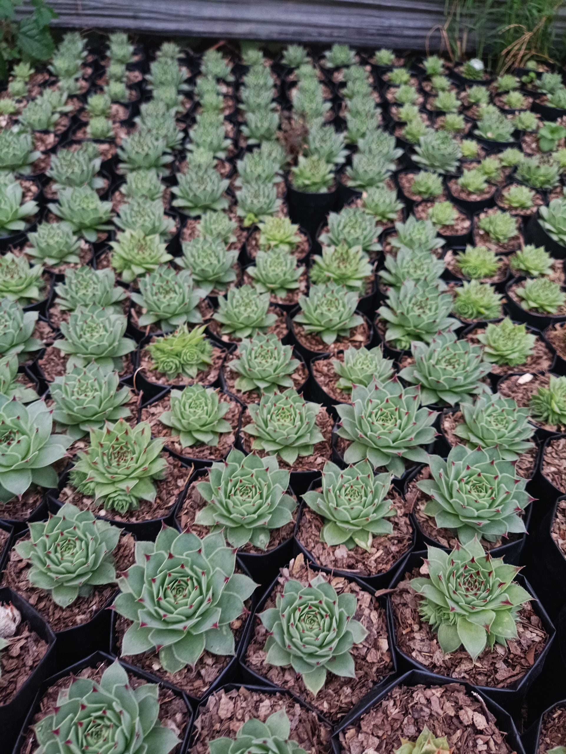 Laxmi Kamal (Sempervivum Green Wheel) Variegeted - Buy now at Frek! - My Store