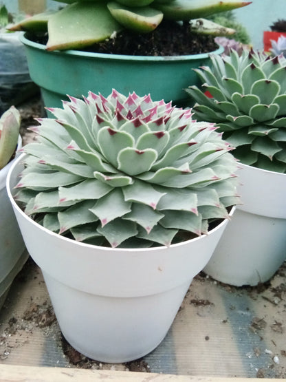 Laxmi Kamal (Sempervivum Green Wheel) Variegeted - Buy now at Frek! - My Store