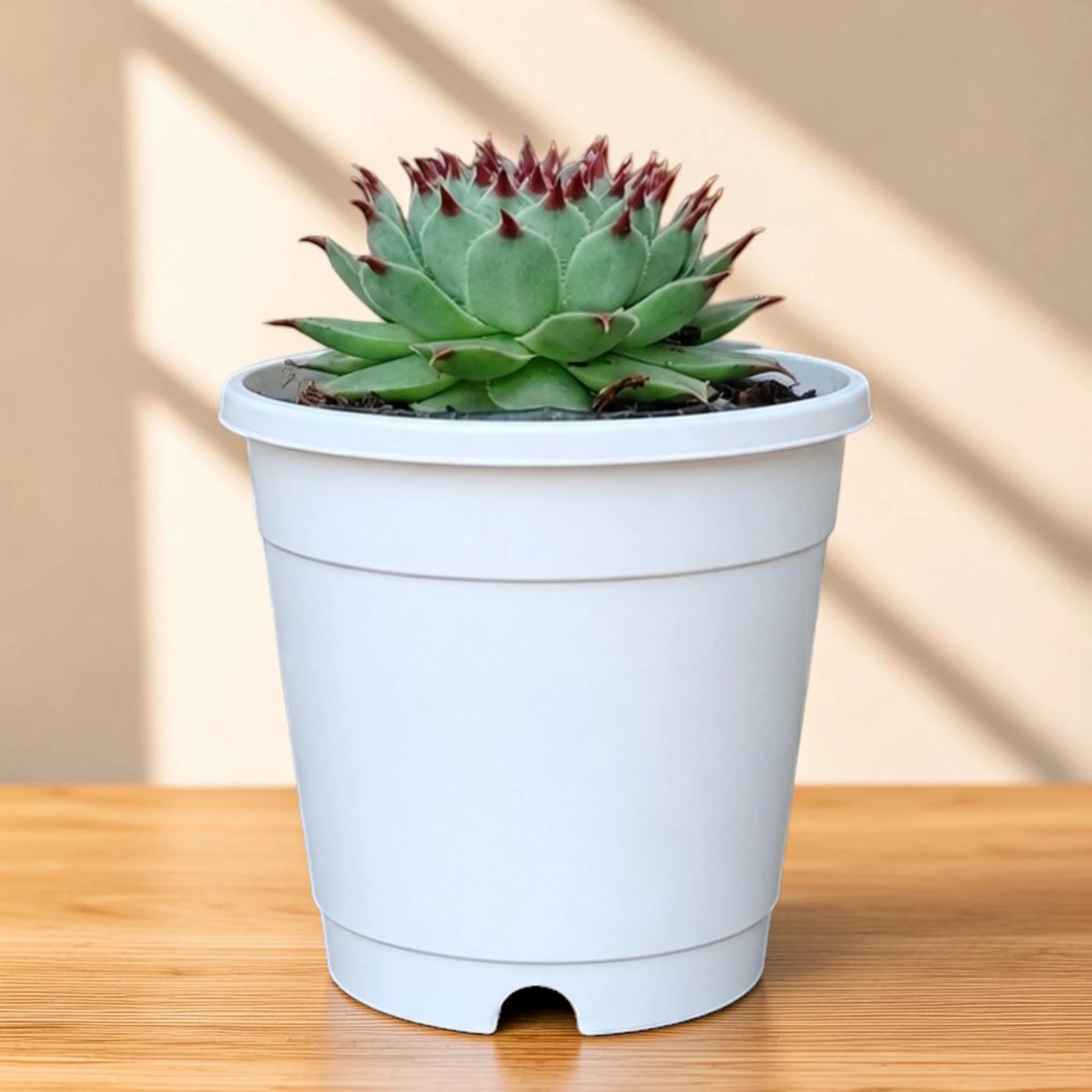 Laxmi Kamal Sempervivum Tectorum Red Tipped | Vastu Plant