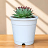 Laxmi Kamal Sempervivum Tectorum Red Tipped | Vastu Plant