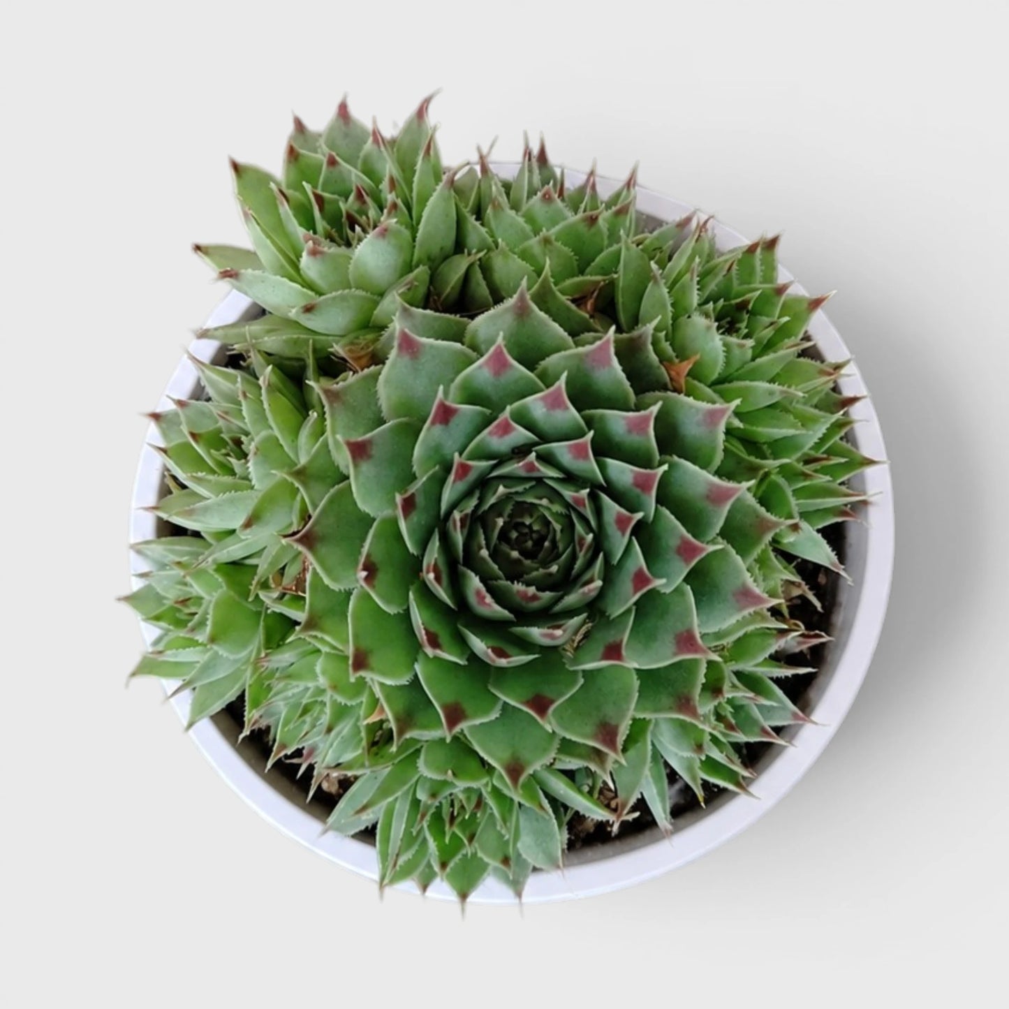 Lakshmi Kamal Sempervivum Tectorum Red Tipped with Pups | Mature Vastu Plant