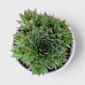 Lakshmi Kamal Sempervivum Tectorum Red Tipped with Pups | Mature Vastu Plant