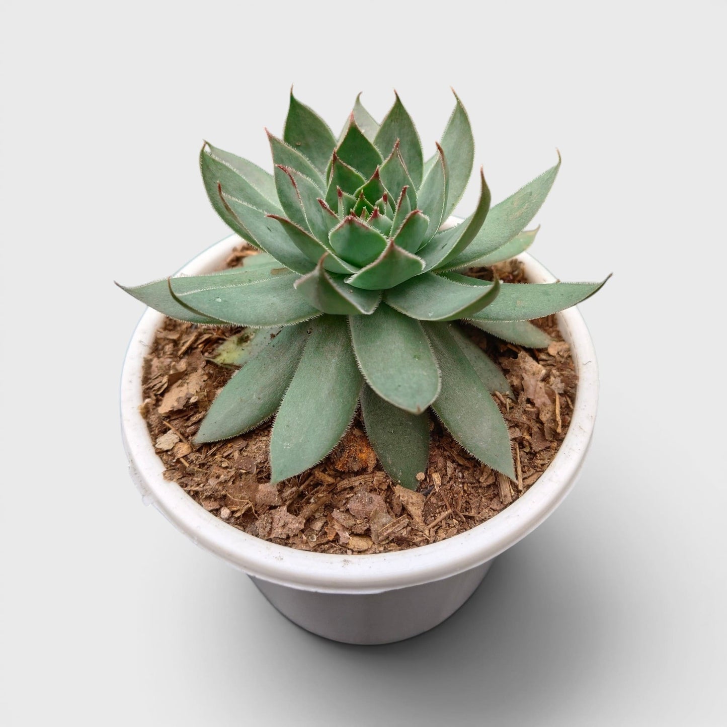 Green Red Tipped Laxmi Kamal Sempervivum – Decorative Rosette Succulent Plant | Perfect for Gifting | Bare Rooted