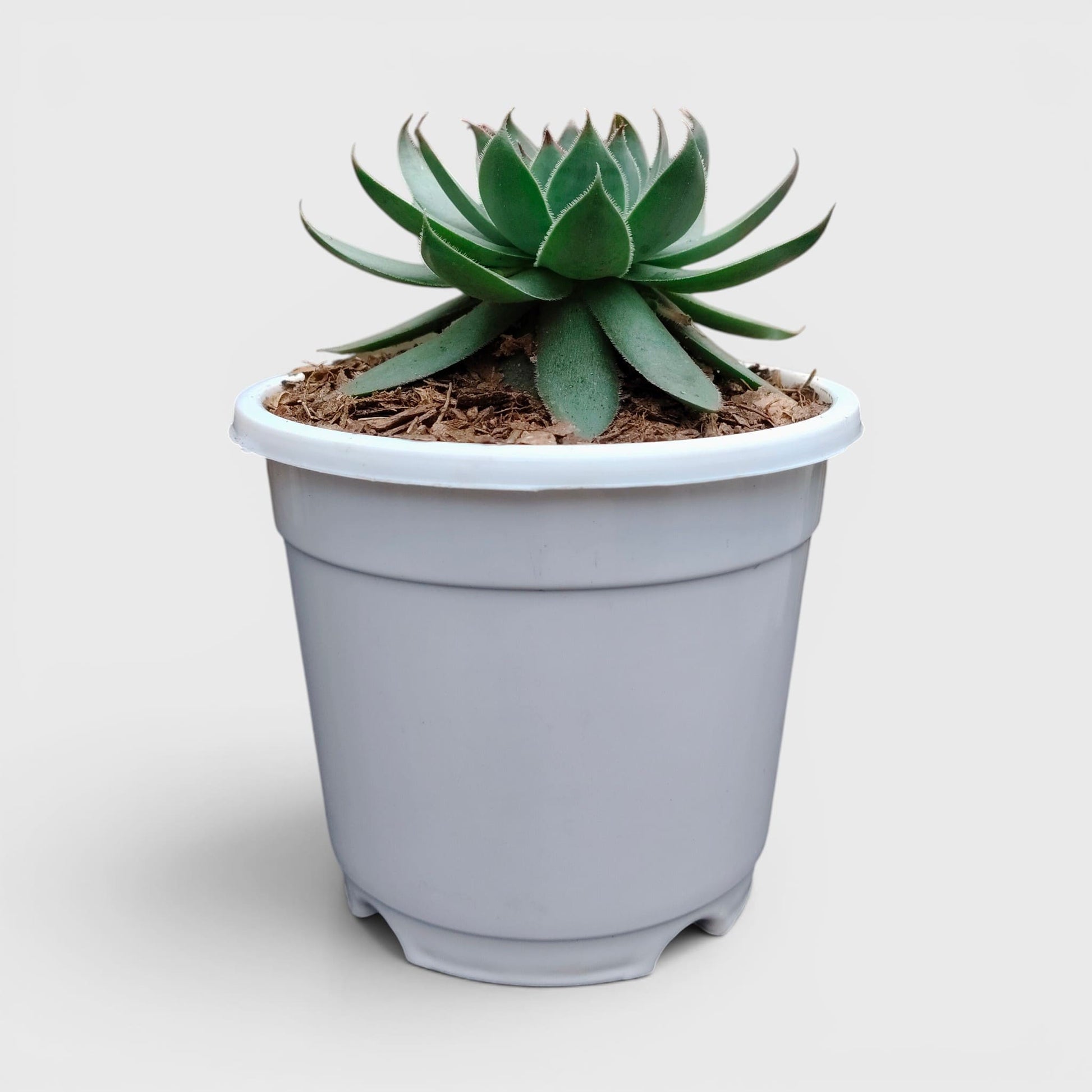 Green Red Tipped Laxmi Kamal Sempervivum – Decorative Rosette Succulent Plant | Perfect for Gifting | Bare Rooted
