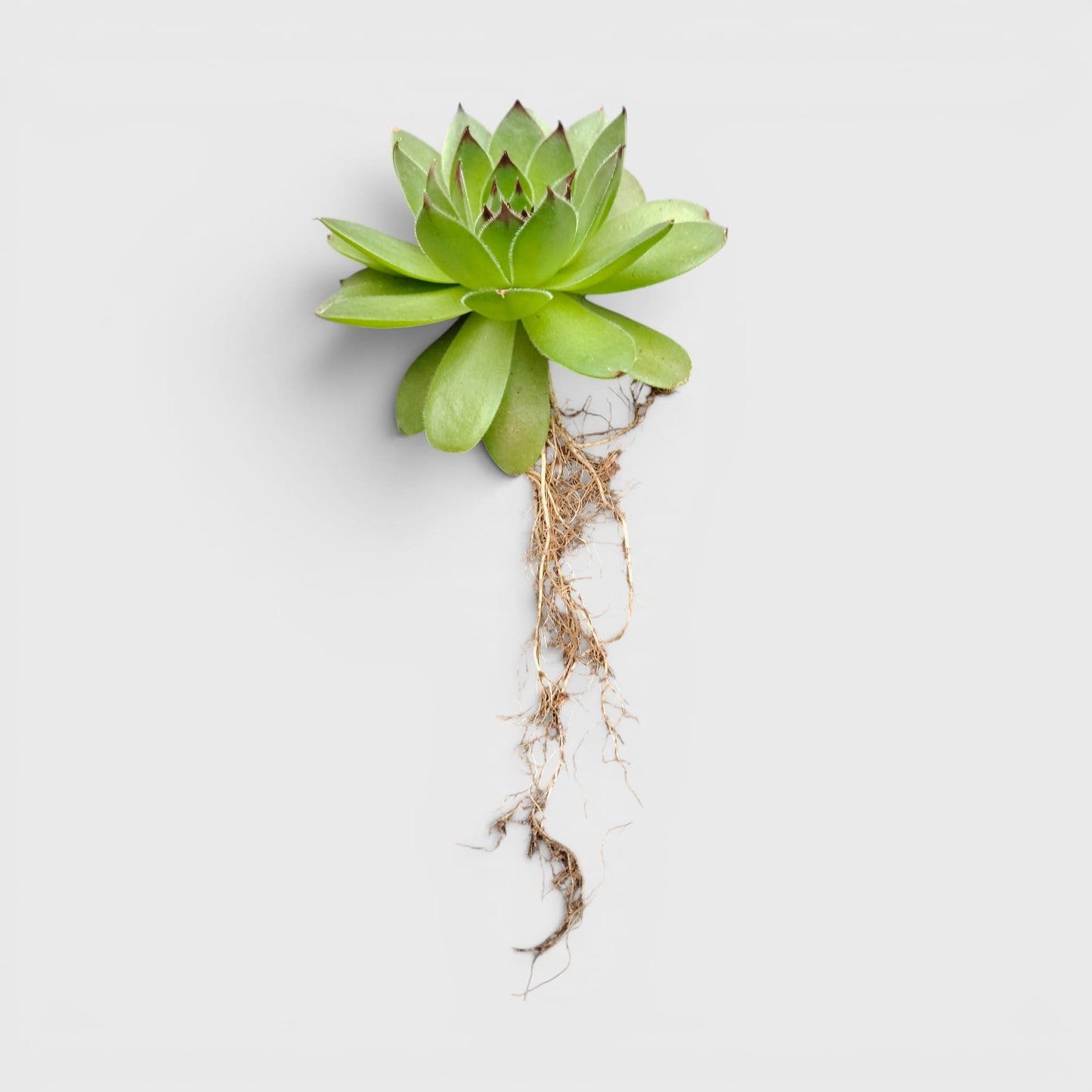 Laxmi Kamal Hen and Chicks Sempervivum Red Tipped – Vastu Succulent Indoor Plant | Perfect for Gifting | Bare Rooted
