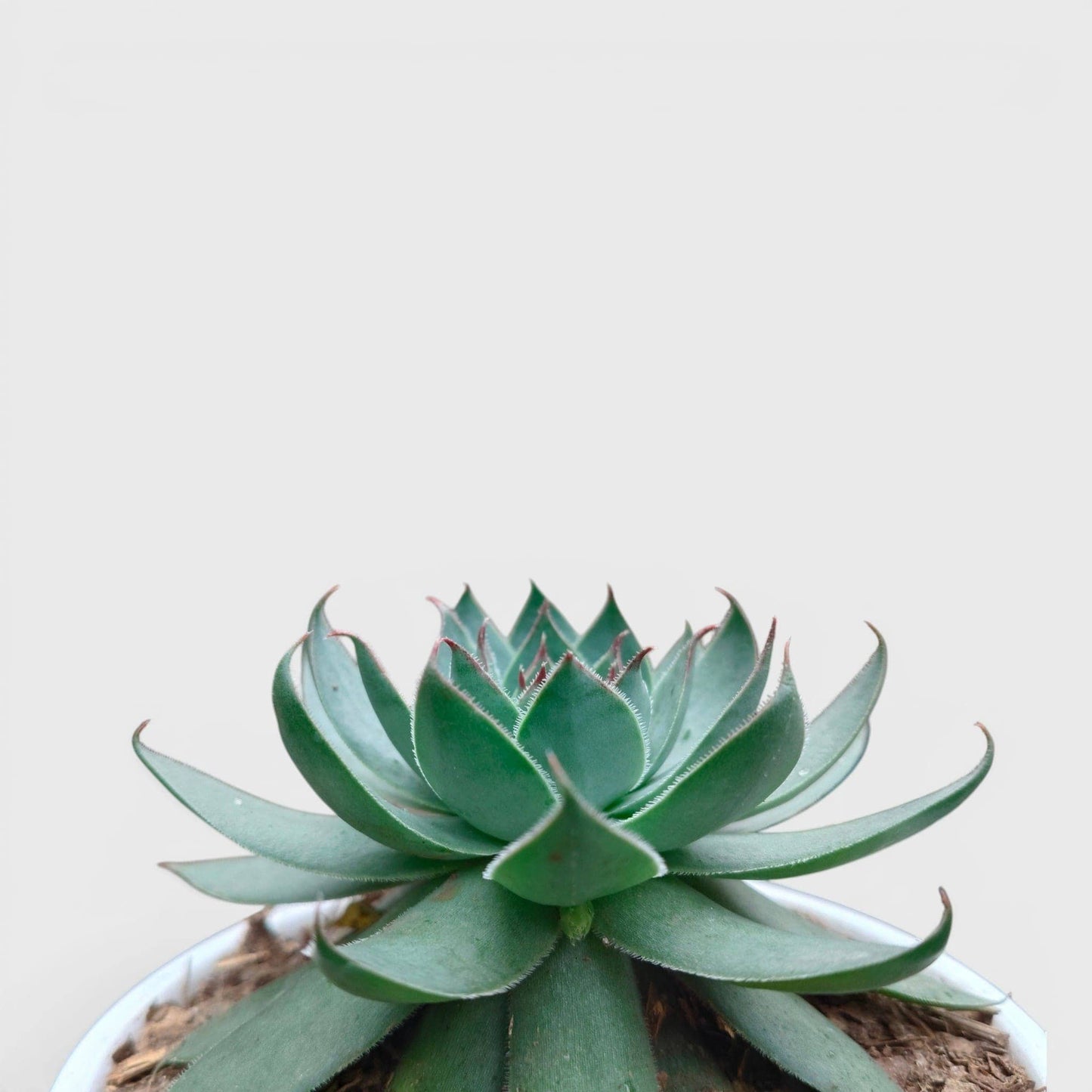 Green Red Tipped Laxmi Kamal Sempervivum – Decorative Rosette Succulent Plant | Perfect for Gifting | Bare Rooted
