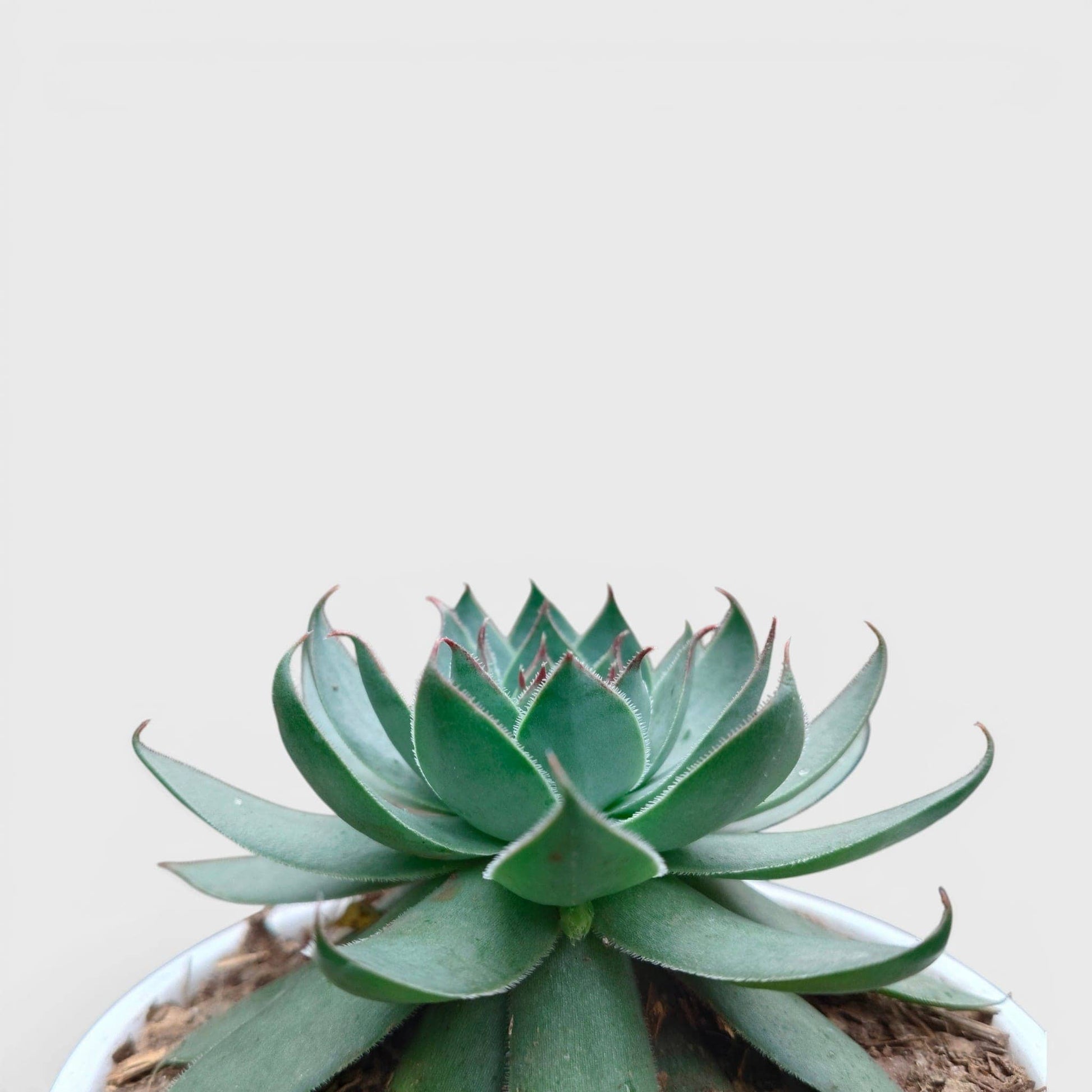 Green Red Tipped Laxmi Kamal Sempervivum – Decorative Rosette Succulent Plant | Perfect for Gifting | Bare Rooted