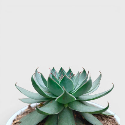 Green Red Tipped Laxmi Kamal Sempervivum – Decorative Rosette Succulent Plant | Perfect for Gifting | Bare Rooted