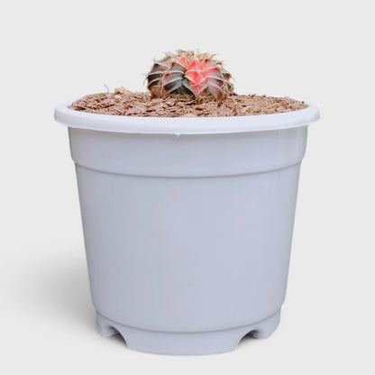 Gymnocalycium LB Mihanovichii Variegated – Colorful Variegated Cactus