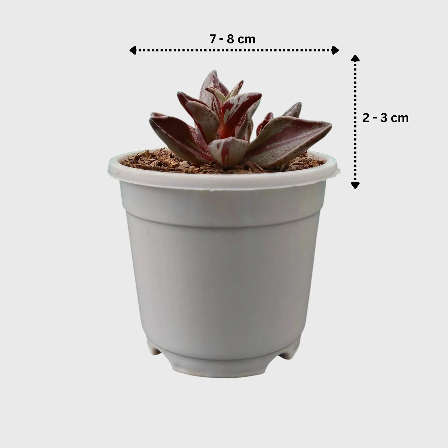 Lenophyllum Guttatum – Rare Speckled Succulent Plant with Premium Coloration | Bare Rooted