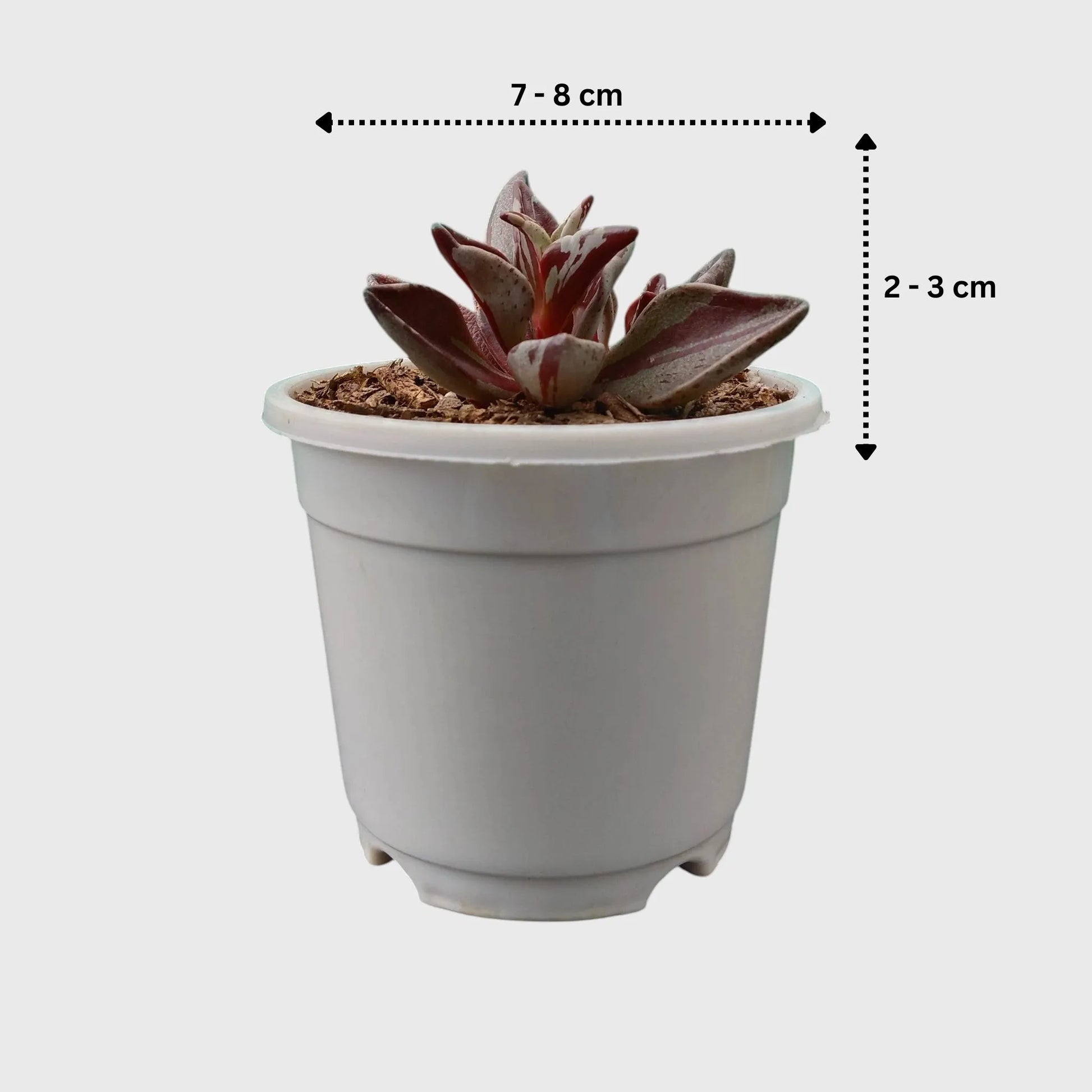 Lenophyllum Guttatum – Rare Speckled Succulent Plant with Premium Coloration | Bare Rooted