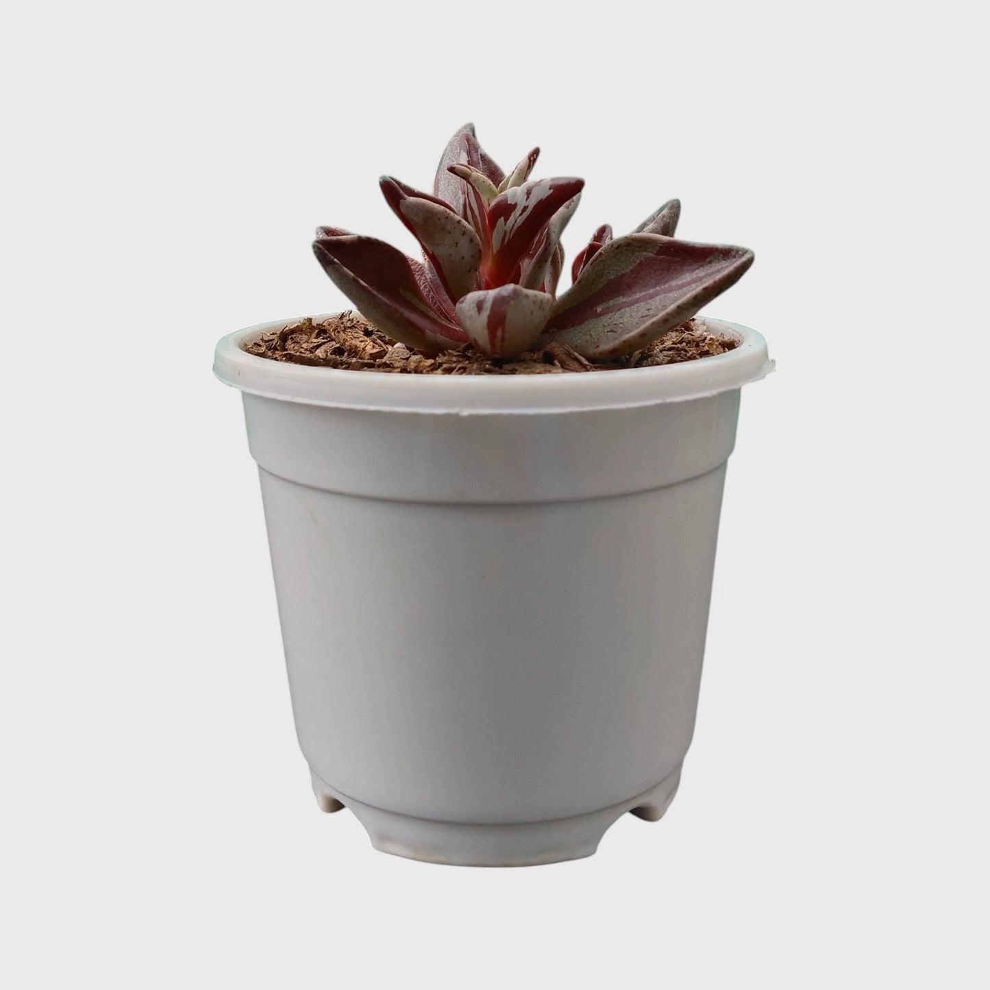 Lenophyllum Guttatum – Rare Speckled Succulent Plant with Premium Coloration | Bare Rooted