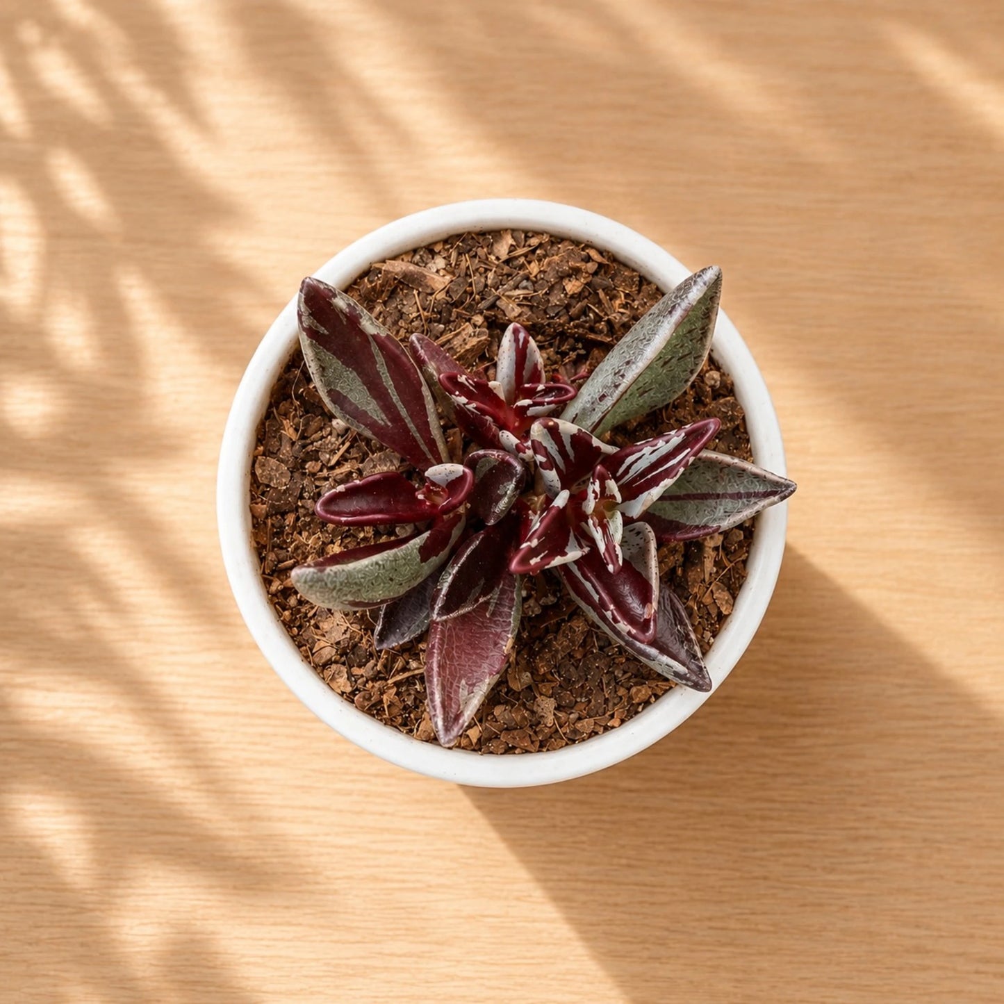 Lenophyllum Guttatum – Rare Speckled Succulent Plant with Premium Coloration | Bare Rooted