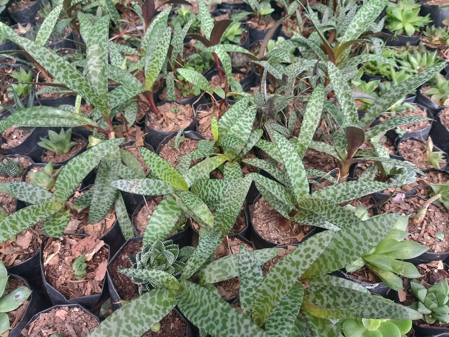 Leopard Plant (Farfugium japonicum) – Bold Foliage for Home, Office, and Garden - My Store