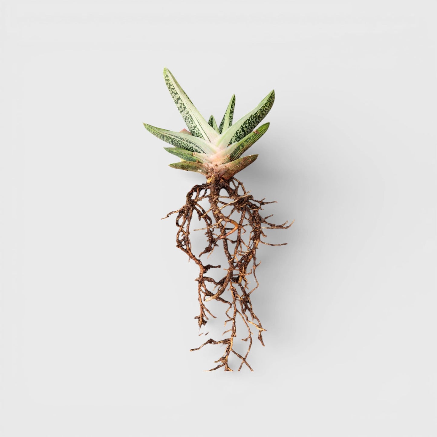 Gasteria Little Warty Hybrid – Rare Succulent | Bare Rooted