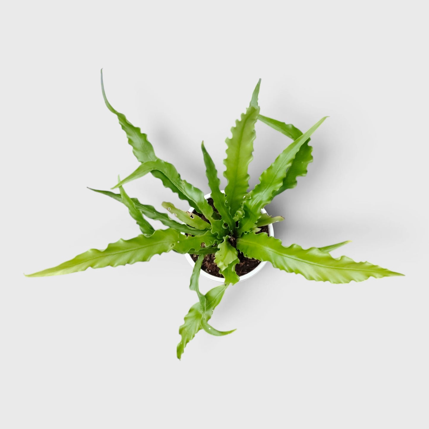Bird's Nest Fern (Asplenium nidus) | Mature Indoor Air Purifying Fern