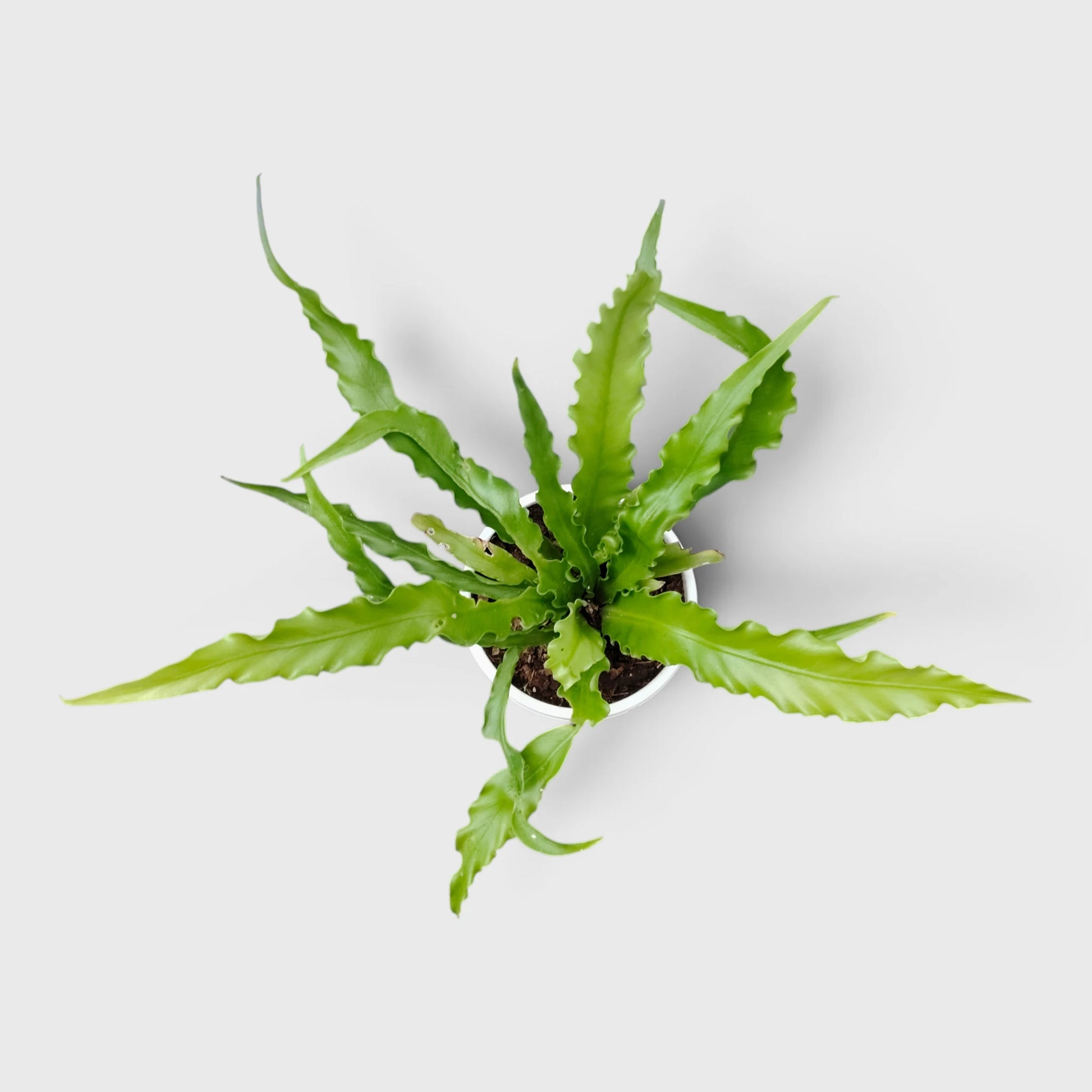 Bird's Nest Fern (Asplenium nidus) | Mature Indoor Air Purifying Fern