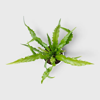 Bird's Nest Fern (Asplenium nidus) | Mature Indoor Air Purifying Fern
