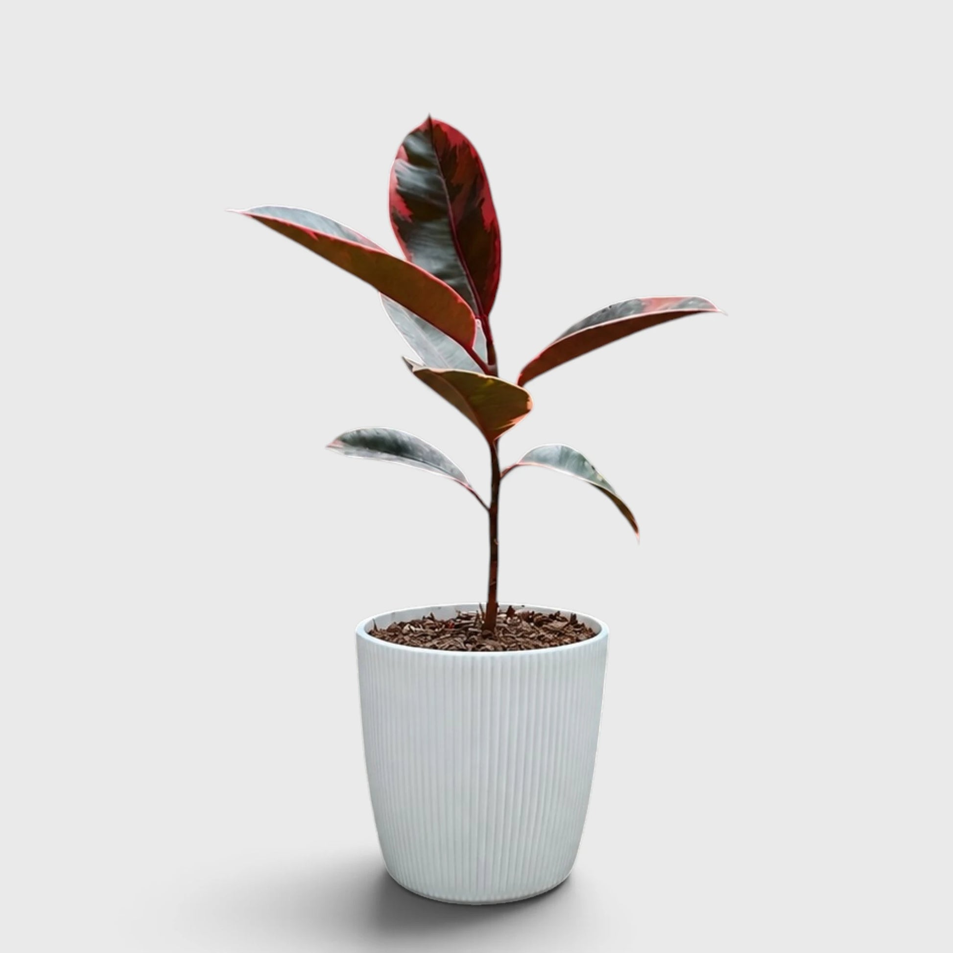 Variegated Rubber Plant (Ficus elastica 'Tineke' / 'Ruby') | Mature Indoor Live Plant