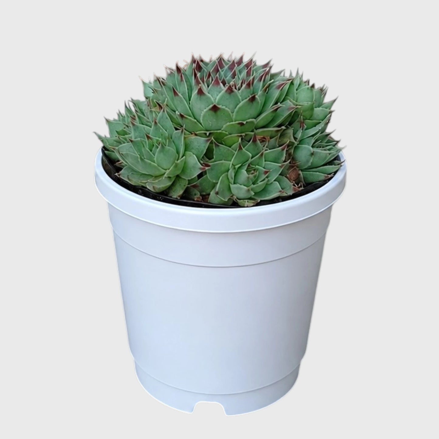 Lakshmi Kamal Sempervivum Tectorum Red Tipped with Pups | Mature Vastu Plant