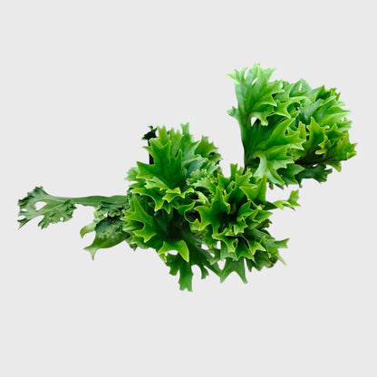 Green Flame Fern (Microsorum punctatum) – Lush Tropical Indoor Fern