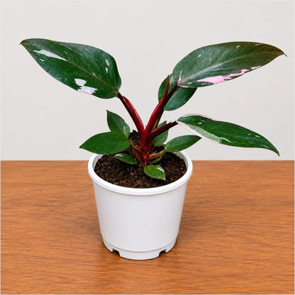 Philodendron Pink Princess | Rare Pink Variegated Mature Live Plant