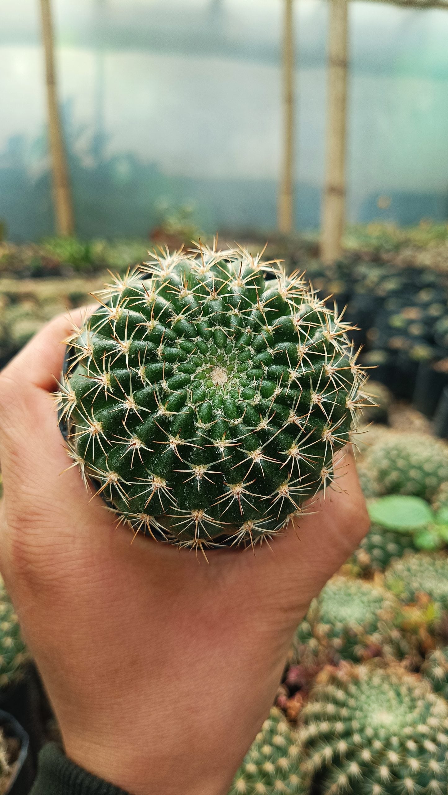 Lobivia Mamillosa (Easter Lily Cactus) Echinopsis Leucantha - Stunning Blooms for Home, Office, and Garden - My Store