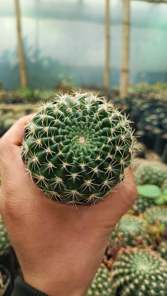 Lobivia Mamillosa (Easter Lily Cactus) Echinopsis Leucantha - Stunning Blooms for Home, Office, and Garden - My Store