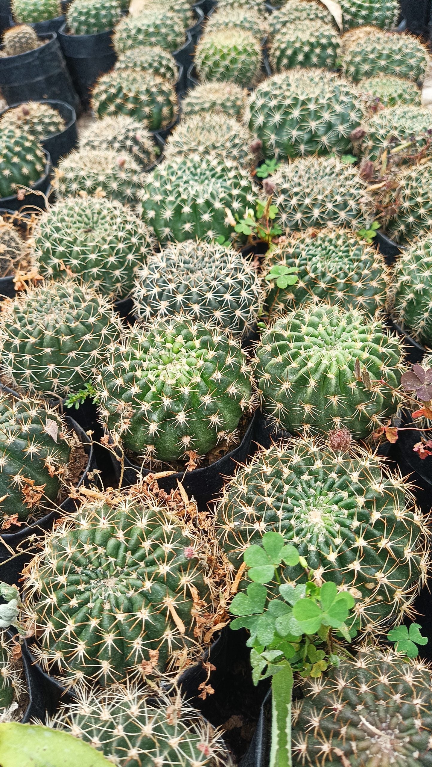 Lobivia Mamillosa (Easter Lily Cactus) Echinopsis Leucantha - Stunning Blooms for Home, Office, and Garden - My Store