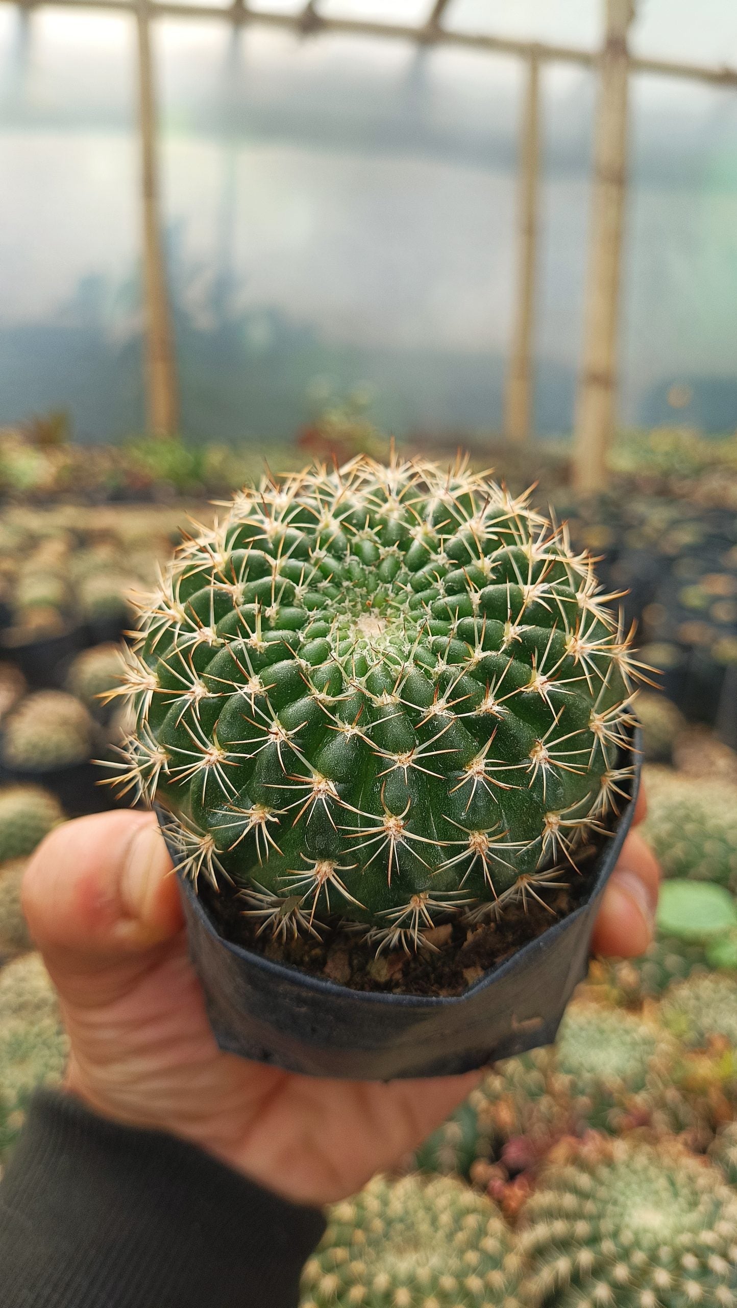 Lobivia Mamillosa (Easter Lily Cactus) Echinopsis Leucantha - Stunning Blooms for Home, Office, and Garden - My Store