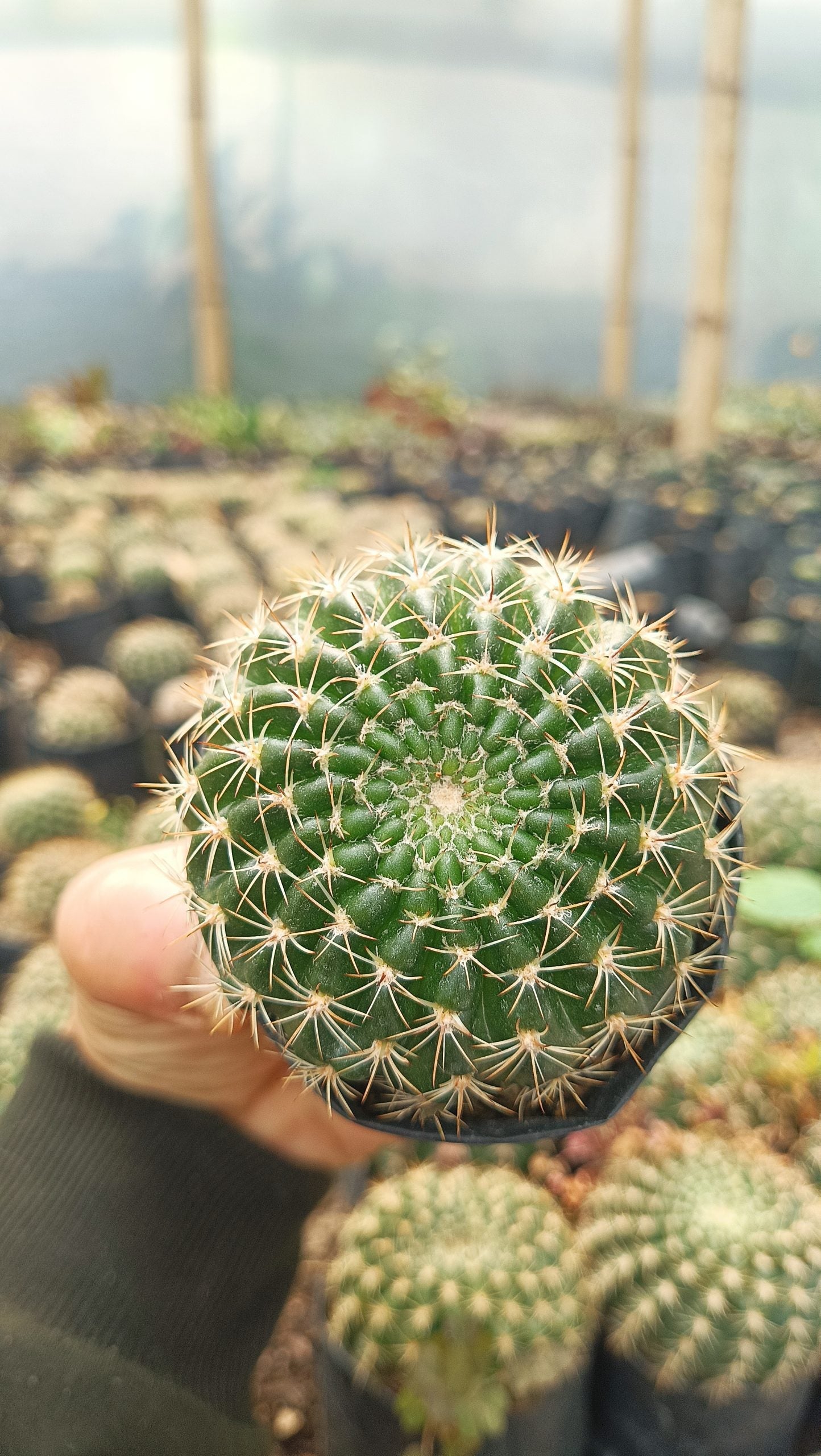 Lobivia Mamillosa (Easter Lily Cactus) Echinopsis Leucantha - Stunning Blooms for Home, Office, and Garden - My Store
