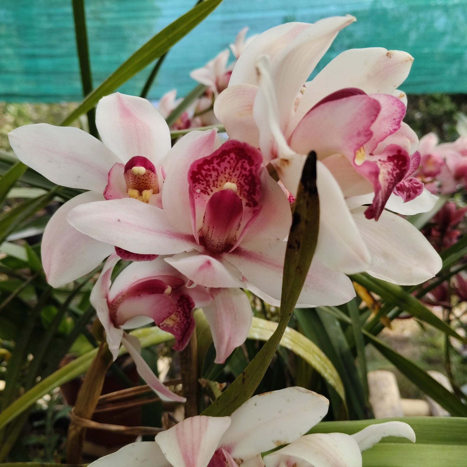 Long lasting white orchid flowers