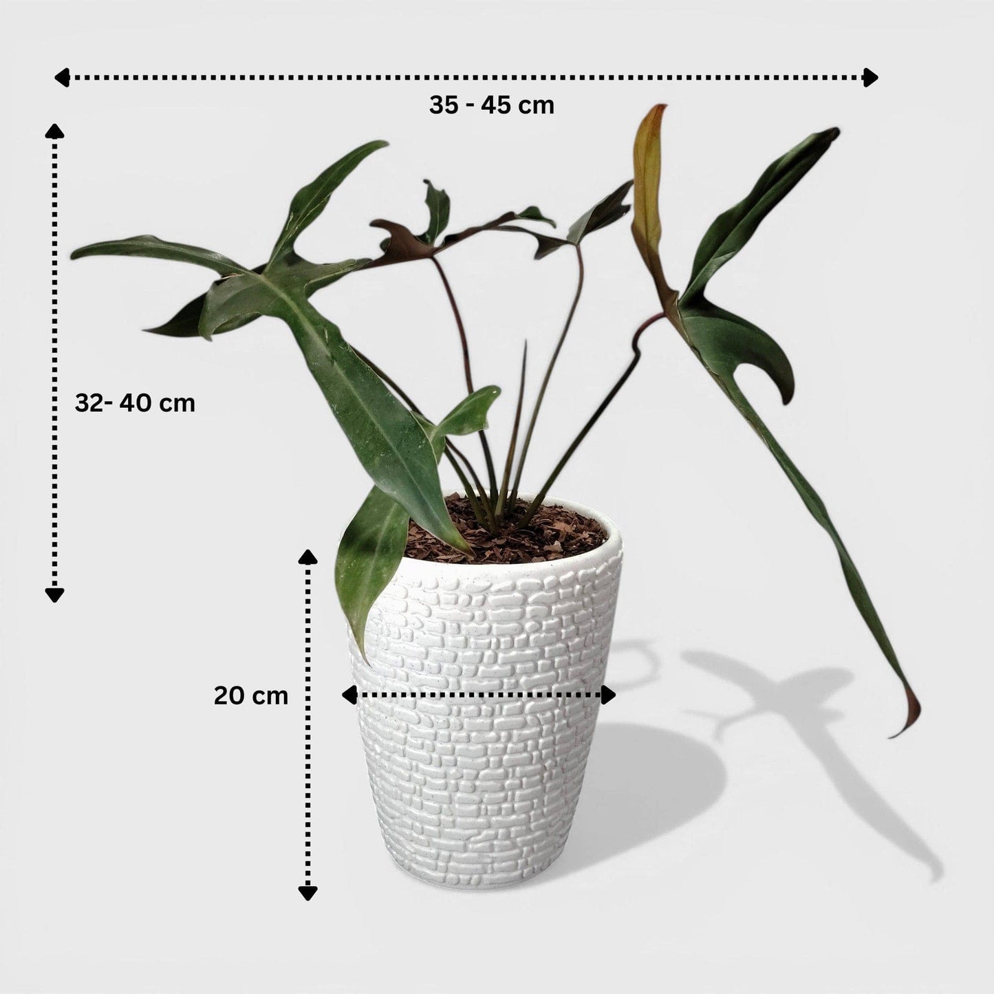Philodendron Longilobatum – Rare Indoor Foliage Plant | Bare Rooted
